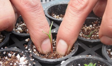 programas-sociales_conservacion-de-los-recursos-naturales-del-parque-nacional-izta-popo_image